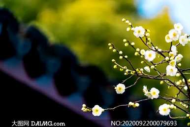 梅花的寓意和花语是什么？梅花的寓意象征