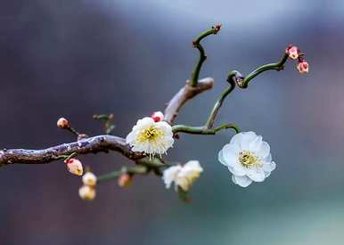 梅花的寓意和花语是什么？梅花的寓意象征