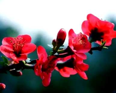 冬天怎么养海棠花，冬天怎么养海棠花？