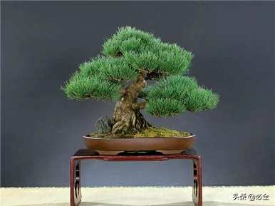 景观松树品种，松树品种有多少？