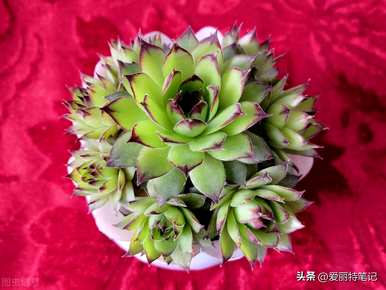 小仙女观音莲花语是什么，观音莲花语和寓意是什么？