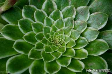 小仙女观音莲花语是什么，观音莲花语和寓意是什么？