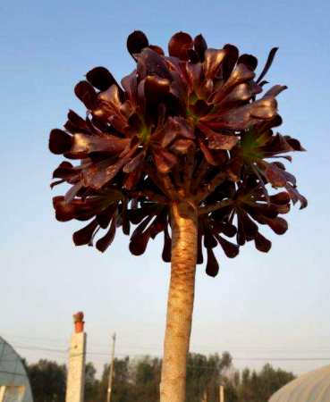 肉质植物有哪些品种？