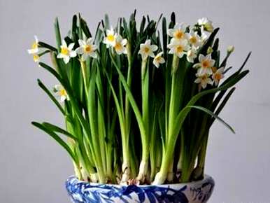 如何培育水仙花开花，如何培育水仙花