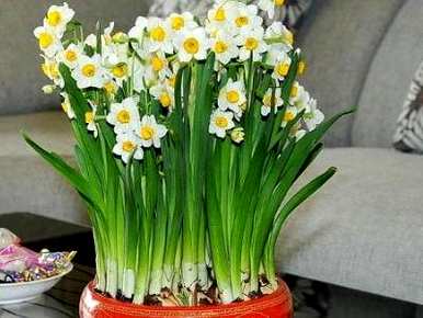 如何培育水仙花开花，如何培育水仙花