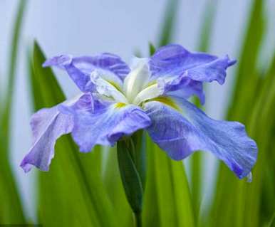 马林能在什么季节开花？
