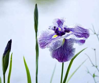 马林能在什么季节开花？