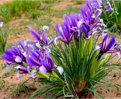 马林能在什么季节开花？