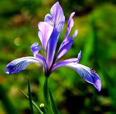 马林能在什么季节开花？