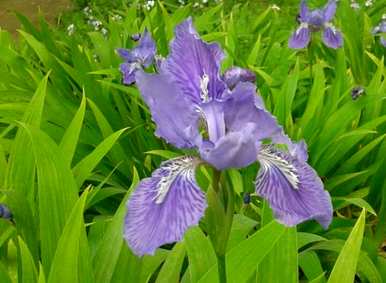 马林能在什么季节开花？