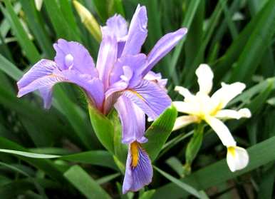 马林能在什么季节开花？