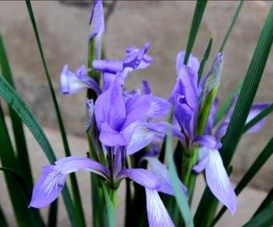 马林能在什么季节开花？