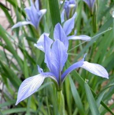 马林能在什么季节开花？