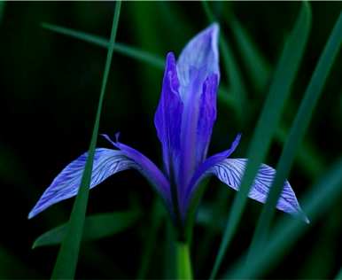 马林能在什么季节开花？