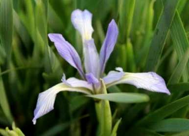 马林能在什么季节开花？