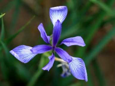 马林能在什么季节开花？