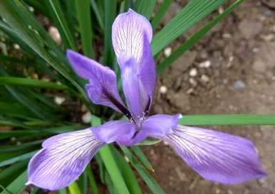 马林能在什么季节开花？
