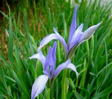 马林能在什么季节开花？