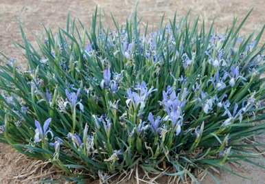马林能在什么季节开花？