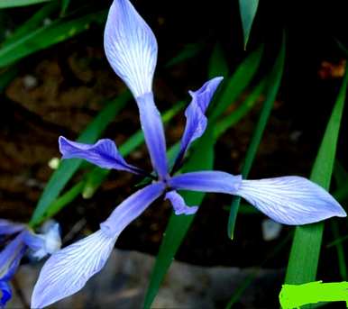 马林能在什么季节开花？