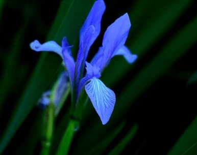 马林能在什么季节开花？