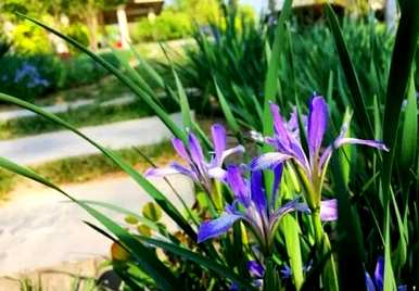 马林能在什么季节开花？
