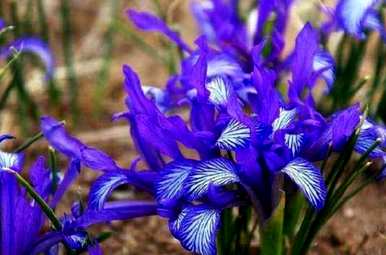马林能在什么季节开花？