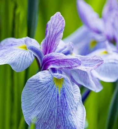 马林能在什么季节开花？