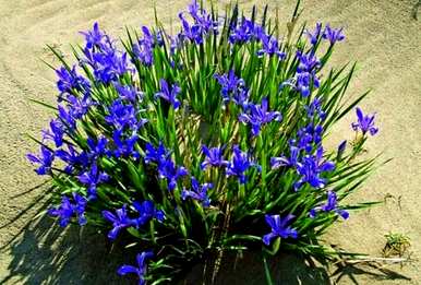 马林能在什么季节开花？