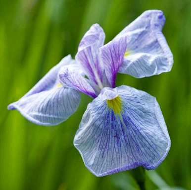 马林能在什么季节开花？
