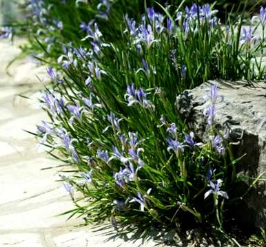 马林能在什么季节开花？