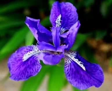 马林能在什么季节开花？