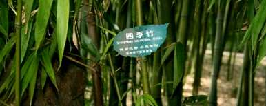 常青竹子什么时候种，四季竹子怎么养才能更旺盛？