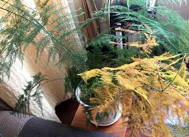 芦笋黄了还能恢复吗？芦笋全黄了还能恢复吗？