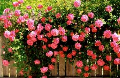 日本国花是菊花还是樱花，日本国花樱花的寓意
