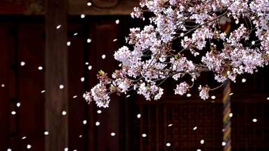 日本国花是菊花还是樱花，日本国花樱花的寓意