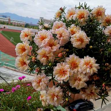 什么花适合家养花期长，什么花适合盆栽花期长？