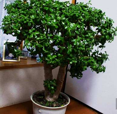 什么花适合家养花期长，什么花适合盆栽花期长？