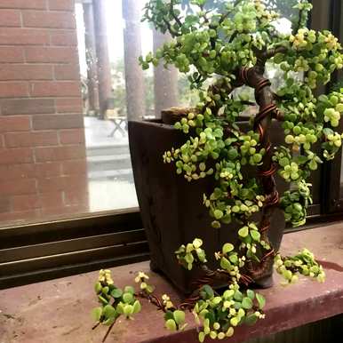 什么花适合家养花期长，什么花适合盆栽花期长？