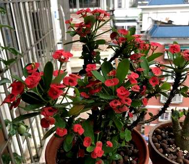 什么花适合家养花期长，什么花适合盆栽花期长？