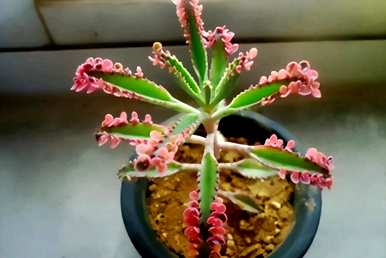 什么花适合家养花期长，什么花适合盆栽花期长？