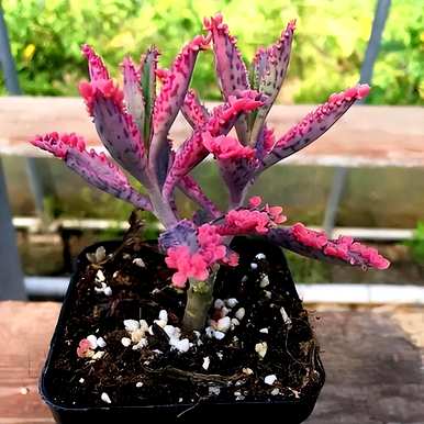 什么花适合家养花期长，什么花适合盆栽花期长？