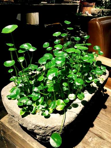 什么花适合家养花期长，什么花适合盆栽花期长？