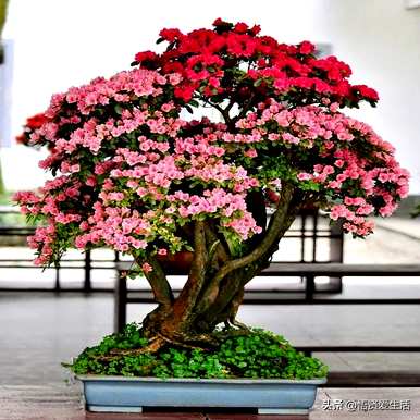 中国十大名贵花树，十大名贵花树值钱
