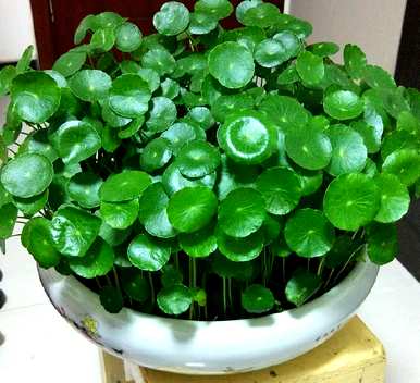 什么花适合家养花期长，什么花适合盆栽花期长？