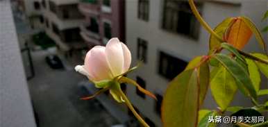 月季花最稀有的品种有哪些，月季花永远有哪些品种？