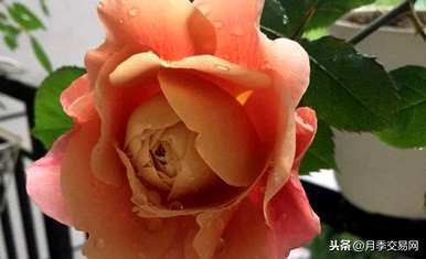 月季花最稀有的品种有哪些，月季花永远有哪些品种？