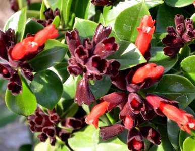 口红吊兰怎么养才能开花？口红吊兰开花有香味吗？