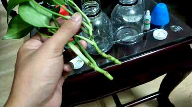 水养绿萝怎么养才茂盛抽条快，浇什么水能让绿萝长得茂盛？
