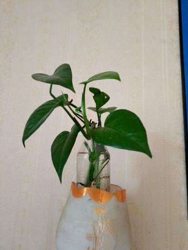 水养绿萝怎么养才茂盛抽条快，浇什么水能让绿萝长得茂盛？